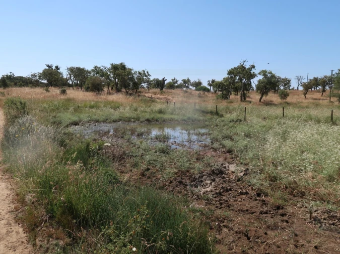 Terreno para Venda em Abela Foto 6
