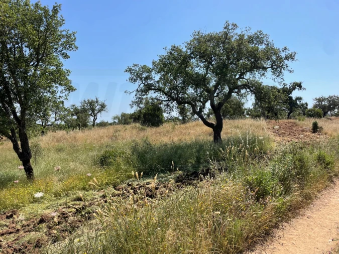 Terreno para Venda em Abela Foto 8