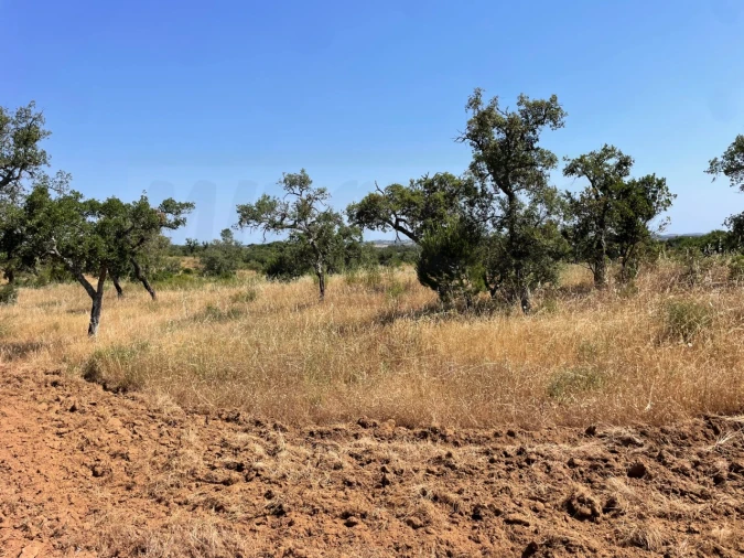 Terreno para Venda em Abela Foto 9