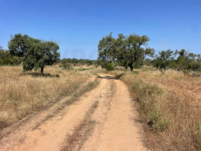 Terreno para Venda em Abela Foto 15