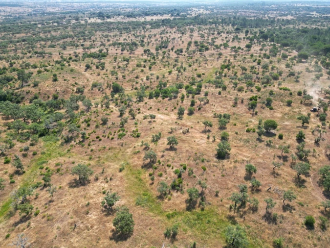 Terreno para Venda em Abela Foto 18