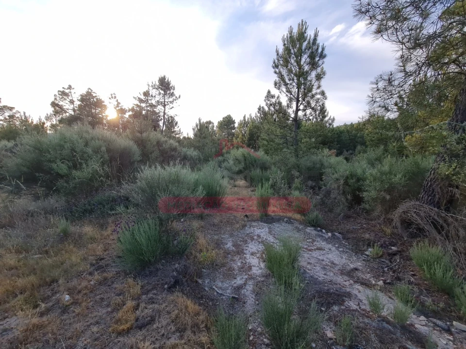 Terreno Agricola ou Rústico para Venda em Castelo Foto 8