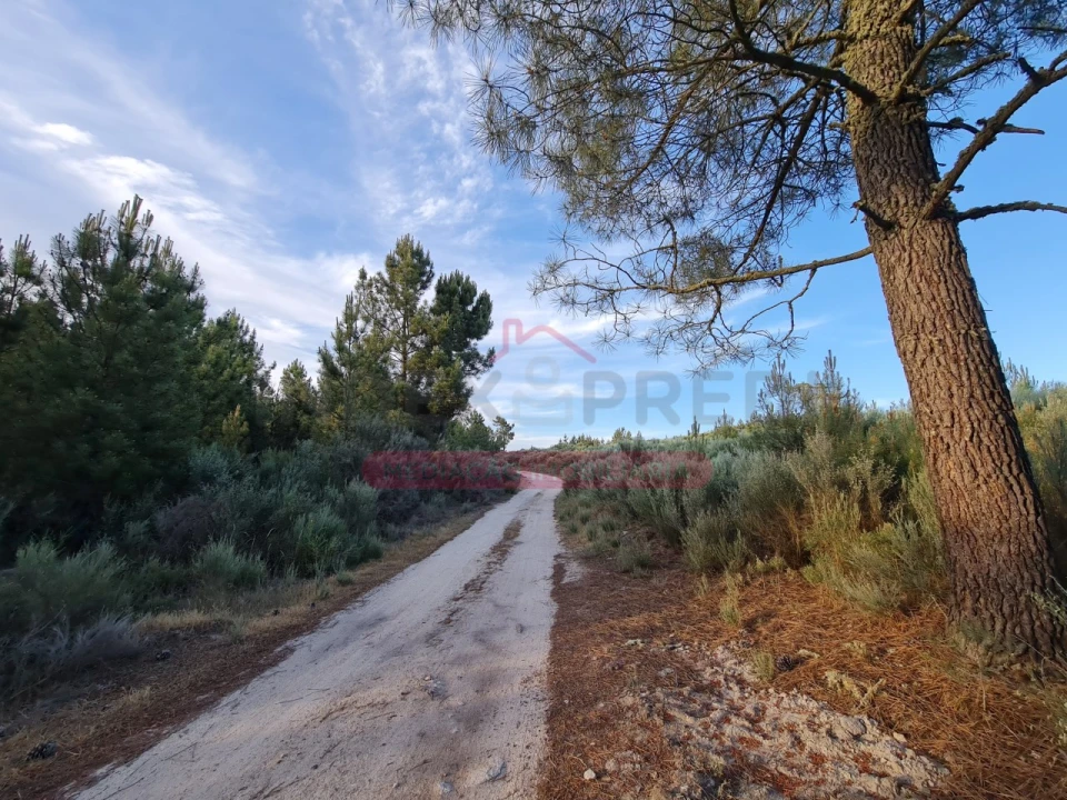 Terreno Agricola ou Rústico para Venda em Castelo Foto 9