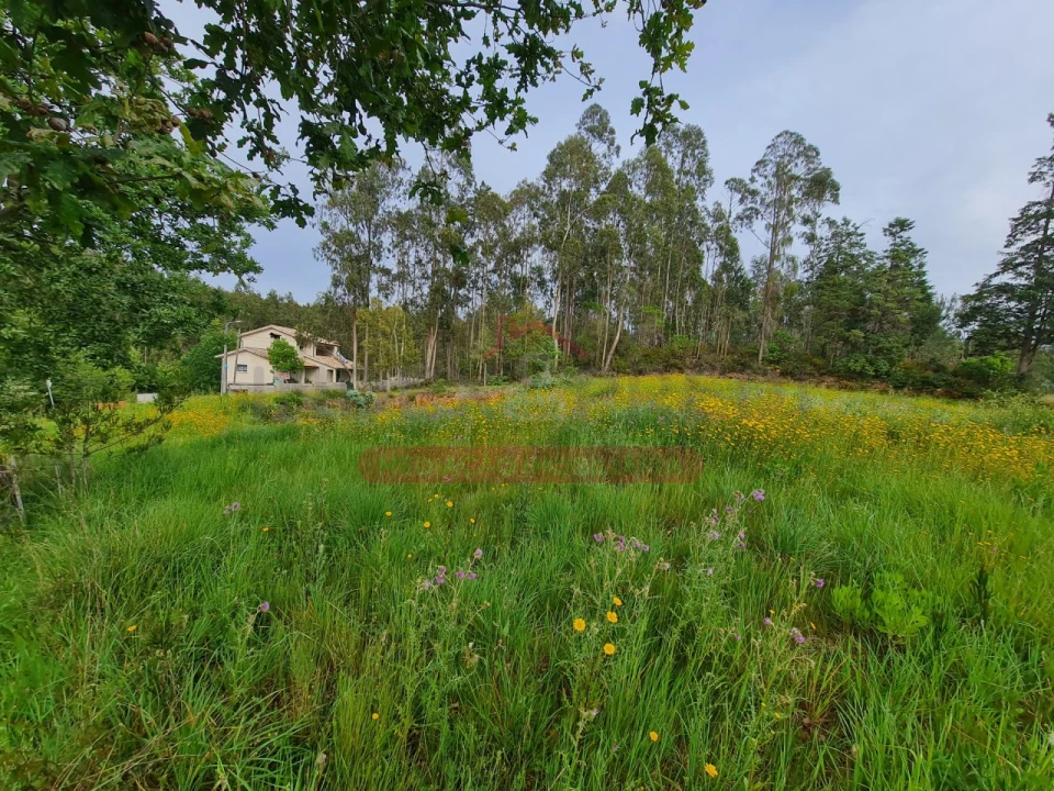 Terreno para Venda em Macinhata do Vouga Foto 2