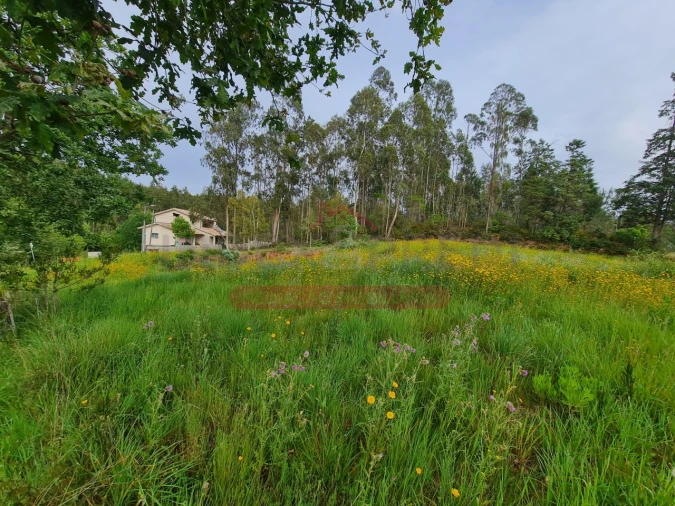 Terreno para Venda em Macinhata do Vouga Foto 2