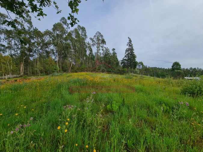 Terreno para Venda em Macinhata do Vouga Foto 3