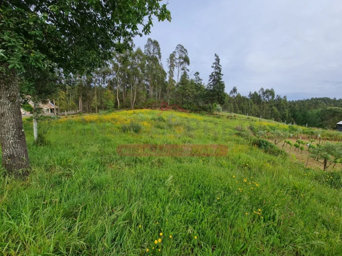 Terreno para Venda em Macinhata do Vouga Foto 4