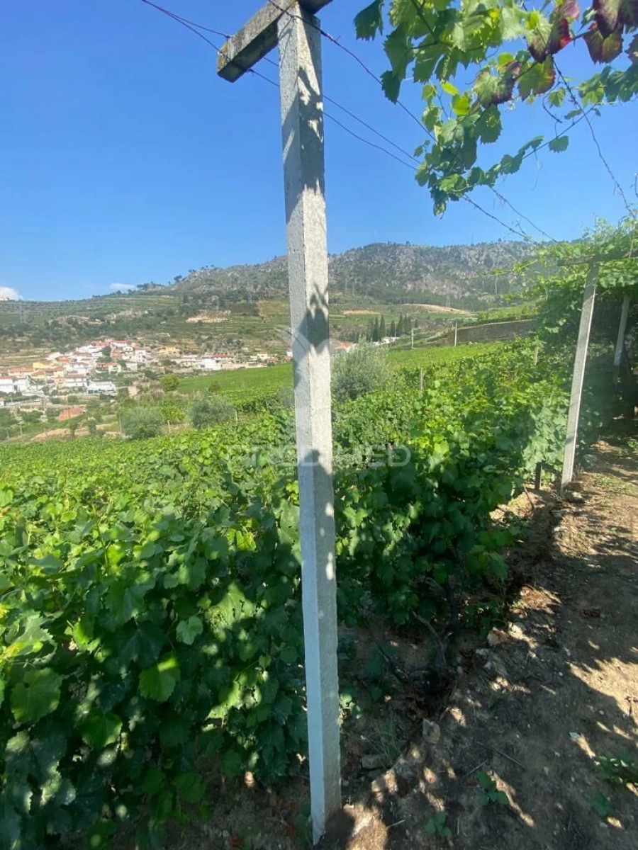 Terreno para Venda em Parada do Bispo e Valdigem Foto 5