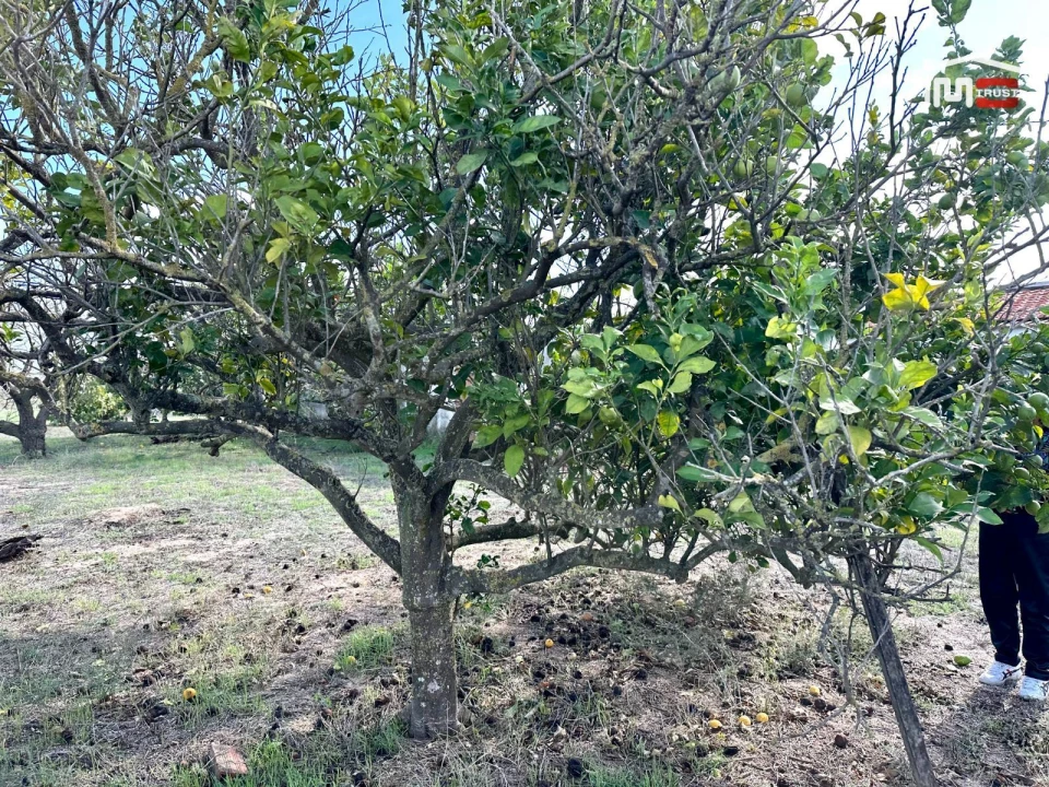 Terreno Agricola ou Rústico para Venda em Montijo e Afonsoeiro Foto 20