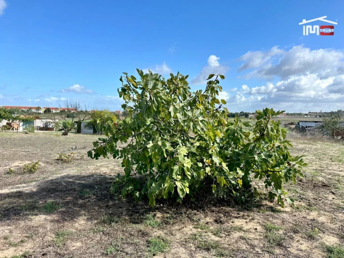 Terreno Agricola ou Rústico para Venda em Montijo e Afonsoeiro Foto 25