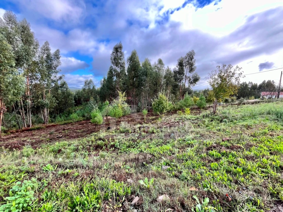 Terreno Agricola ou Rústico para Venda em Graça Foto 6