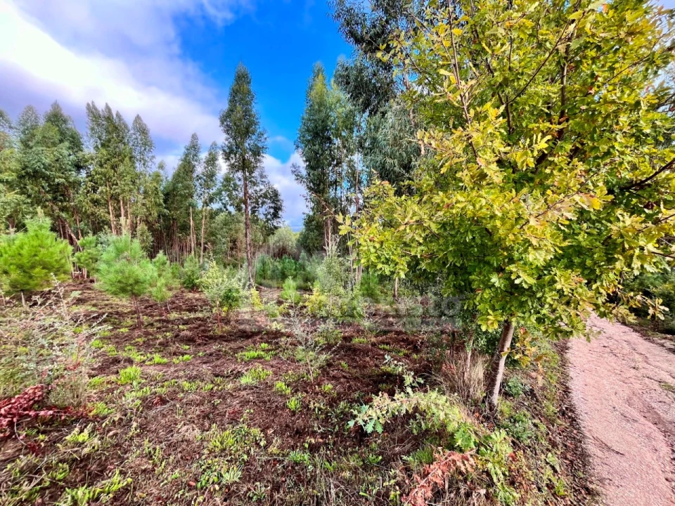 Terreno Agricola ou Rústico para Venda em Graça Foto 10