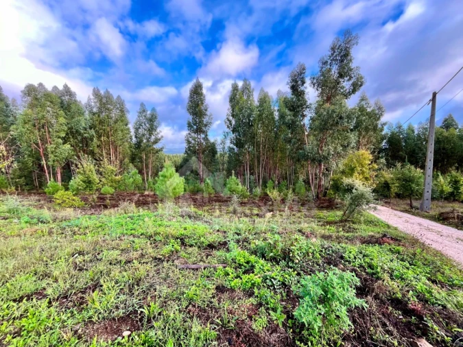 Terreno Agricola ou Rústico para Venda em Graça Foto 2