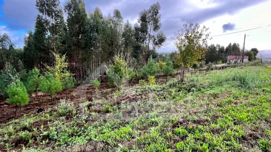 Terreno Agricola ou Rústico para Venda em Graça