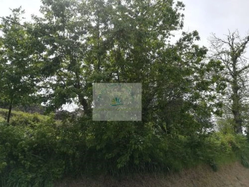 Terreno para Venda em Bravães Foto 7