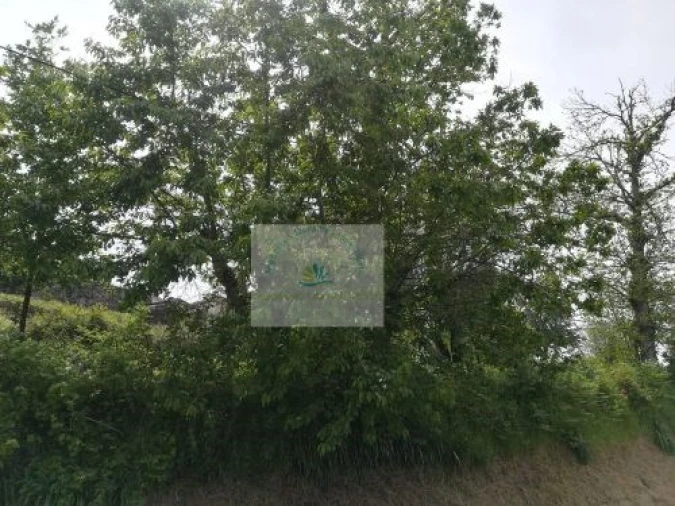 Terreno para Venda em Bravães Foto 7