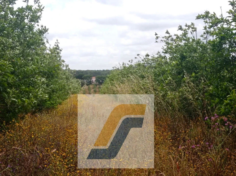 Terreno para Venda em Moita dos Ferreiros Foto 4