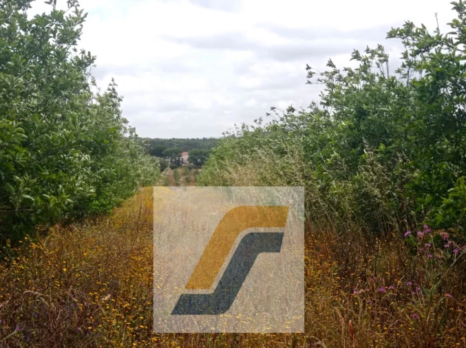 Terreno para Venda em Moita dos Ferreiros Foto 4