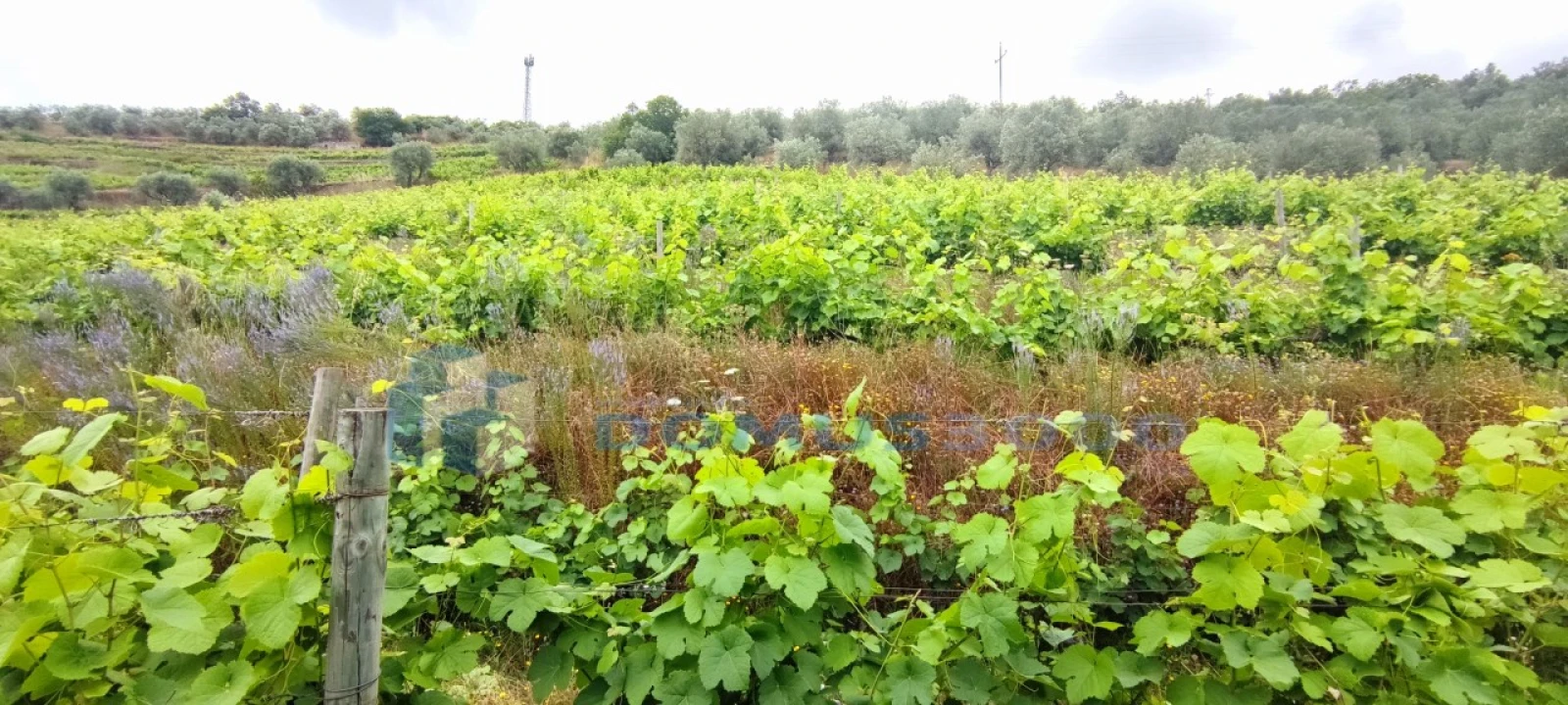 Quinta para Venda em Abaças Foto 7