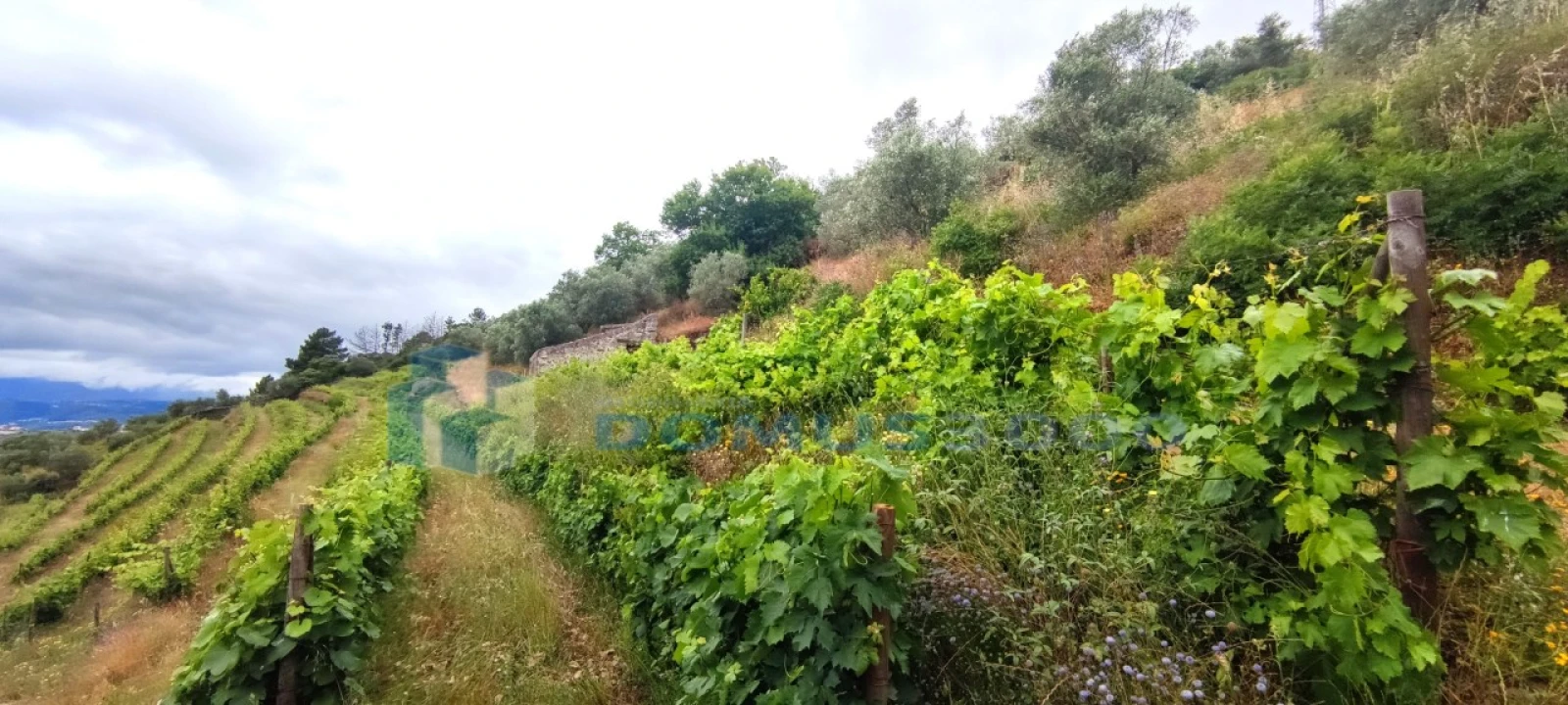 Quinta para Venda em Abaças Foto 10
