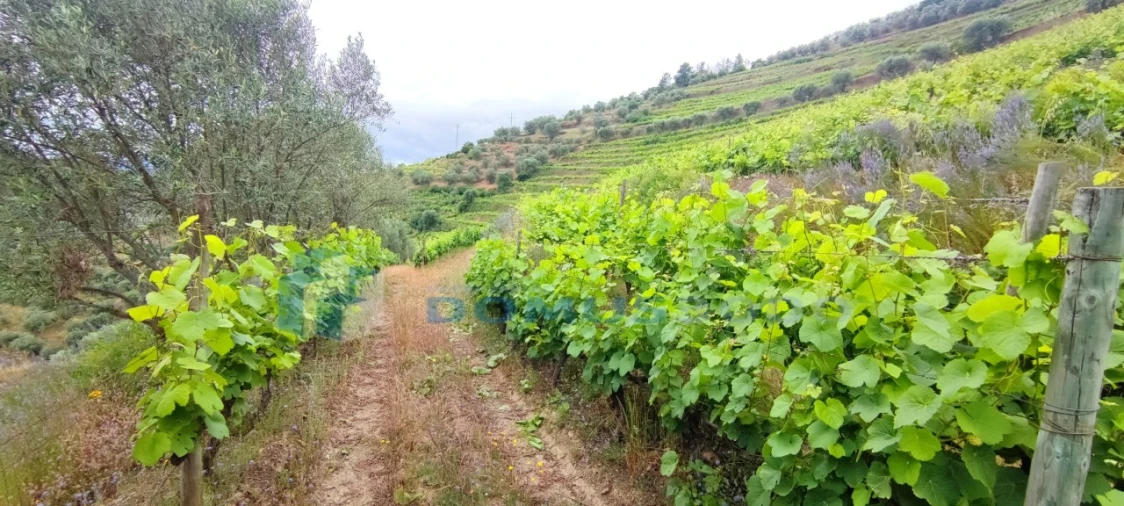 Quinta para Venda em Abaças Foto 6