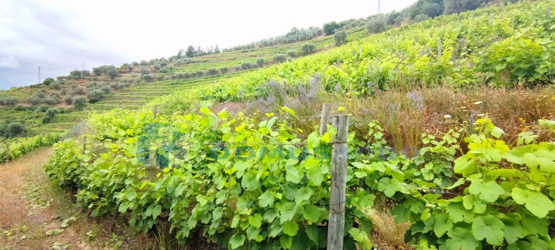 Quinta para Venda em Abaças Foto 9