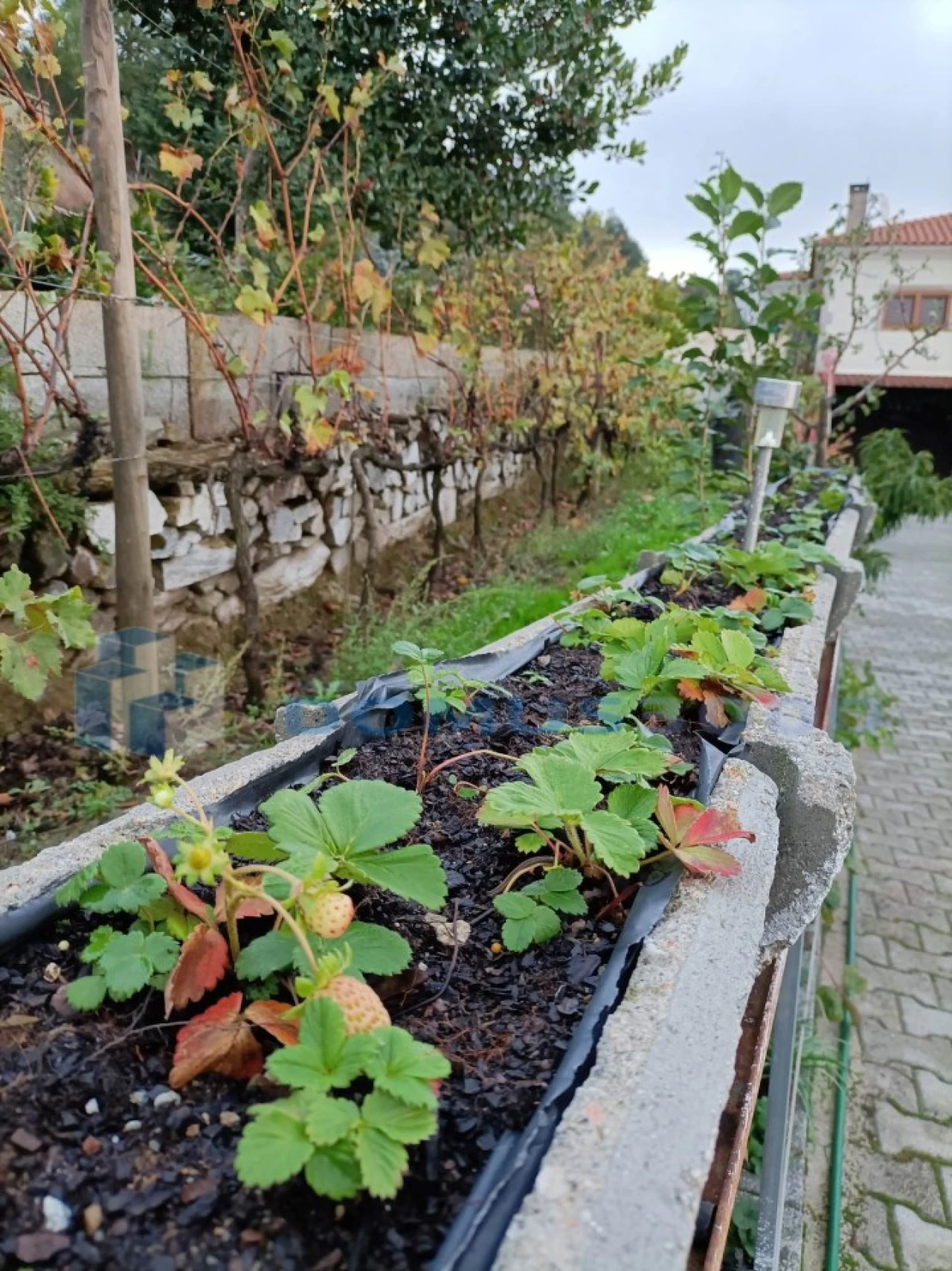 Quinta para Venda em Provesende, Gouvães Douro, São Cristóvão Douro Foto 18