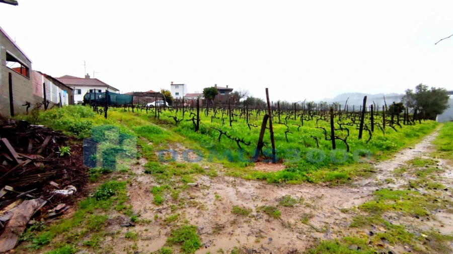 Quinta para Venda em Folhadela Foto 4