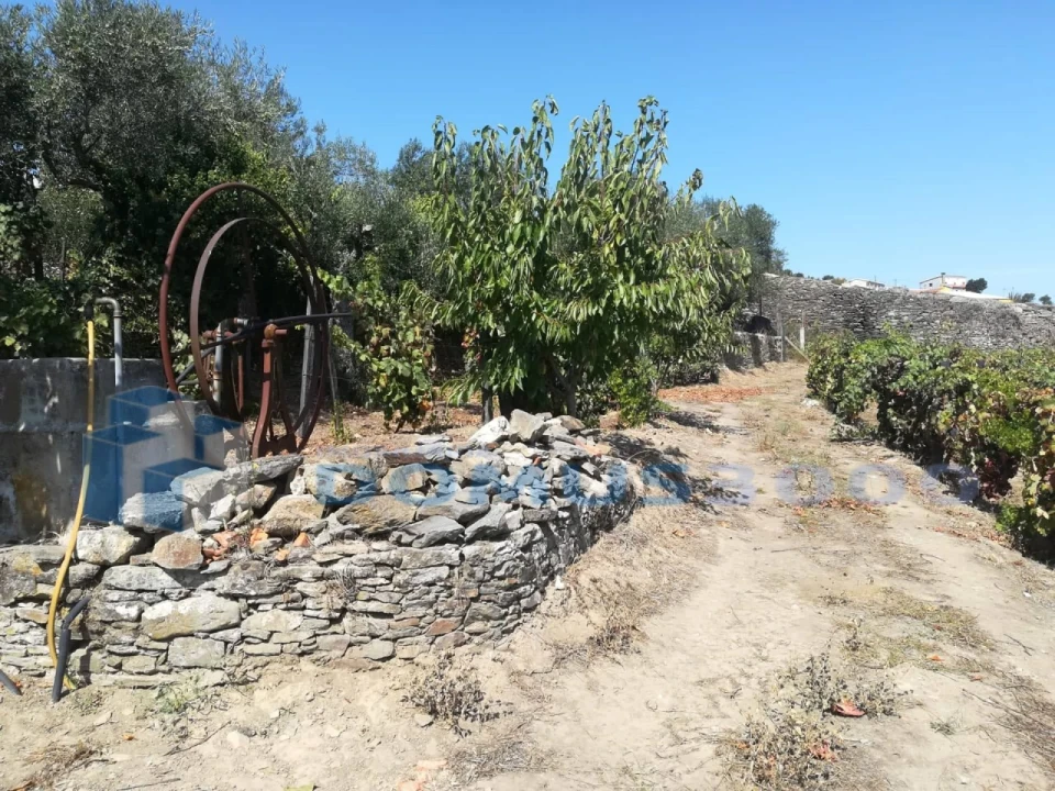 Quinta para Venda em Peso da Régua e Godim Foto 7