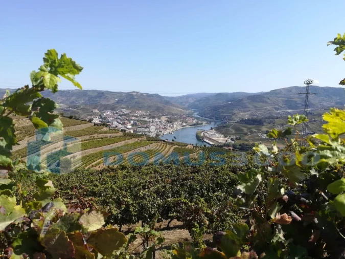 Quinta para Venda em Peso da Régua e Godim Foto 4