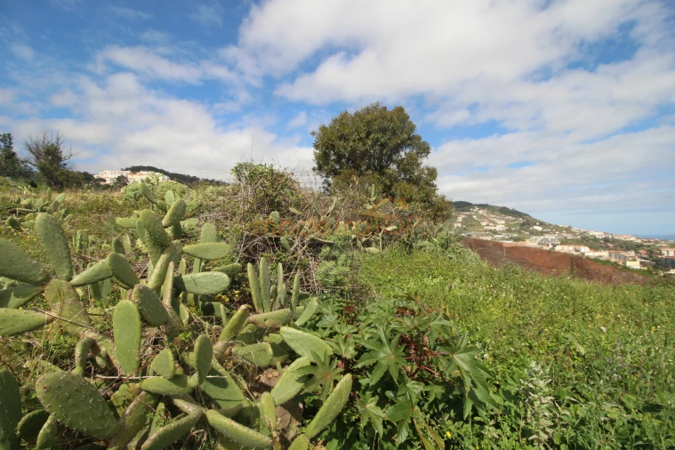 Terreno para Venda em Caniço Foto 4