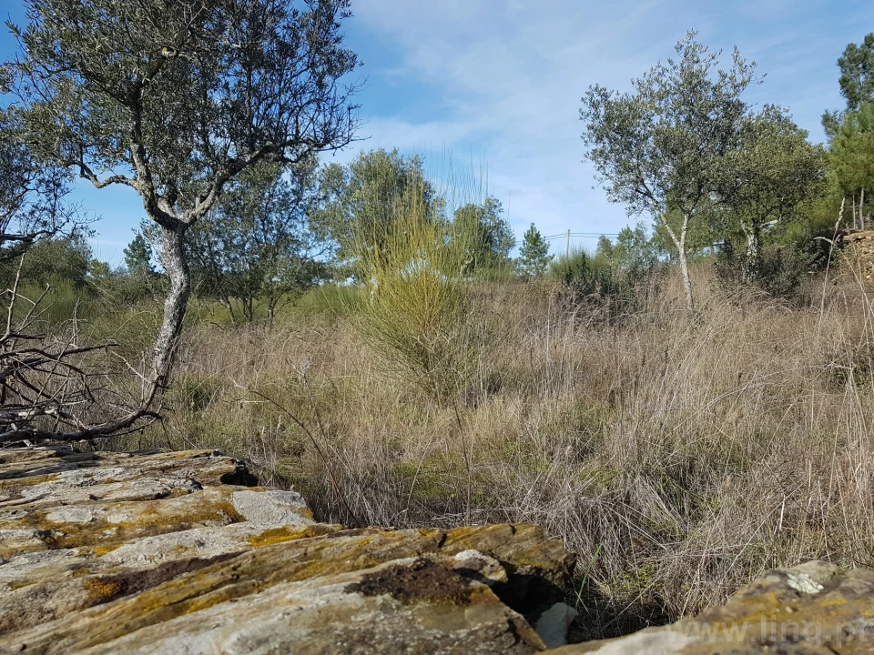 Terreno para Venda em Cebolais de Cima e Retaxo Foto 12
