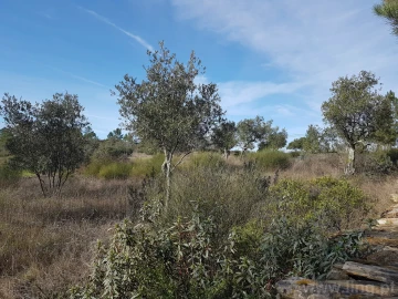 Terreno para Venda em Cebolais de Cima e Retaxo