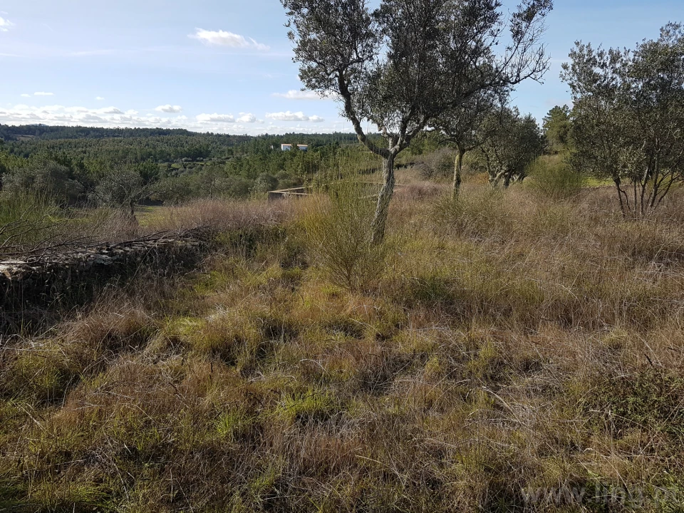 Terreno para Venda em Cebolais de Cima e Retaxo Foto 1