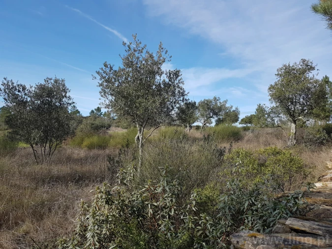 Terreno para Venda em Cebolais de Cima e Retaxo Foto 11