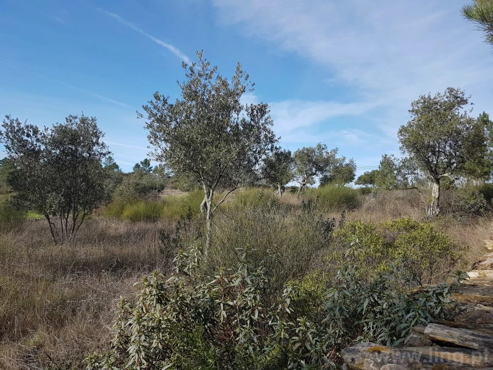 Terreno para Venda em Cebolais de Cima e Retaxo Foto 11