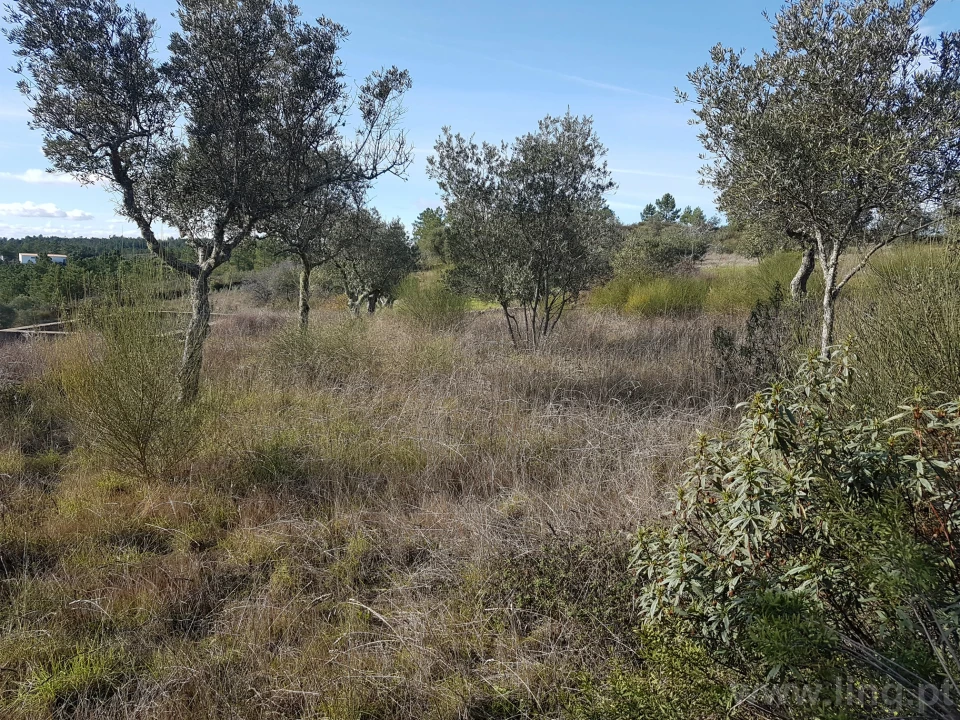 Terreno para Venda em Cebolais de Cima e Retaxo Foto 10