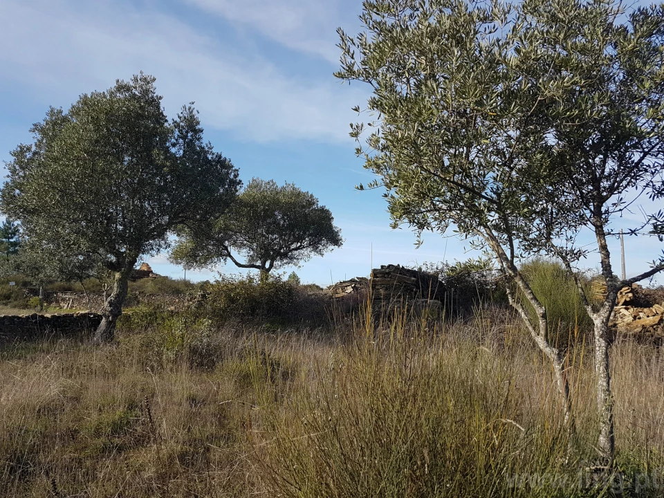 Terreno para Venda em Cebolais de Cima e Retaxo Foto 4
