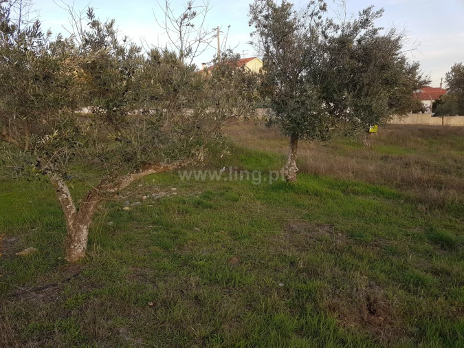 Terreno para Venda em Benquerenças Foto 8