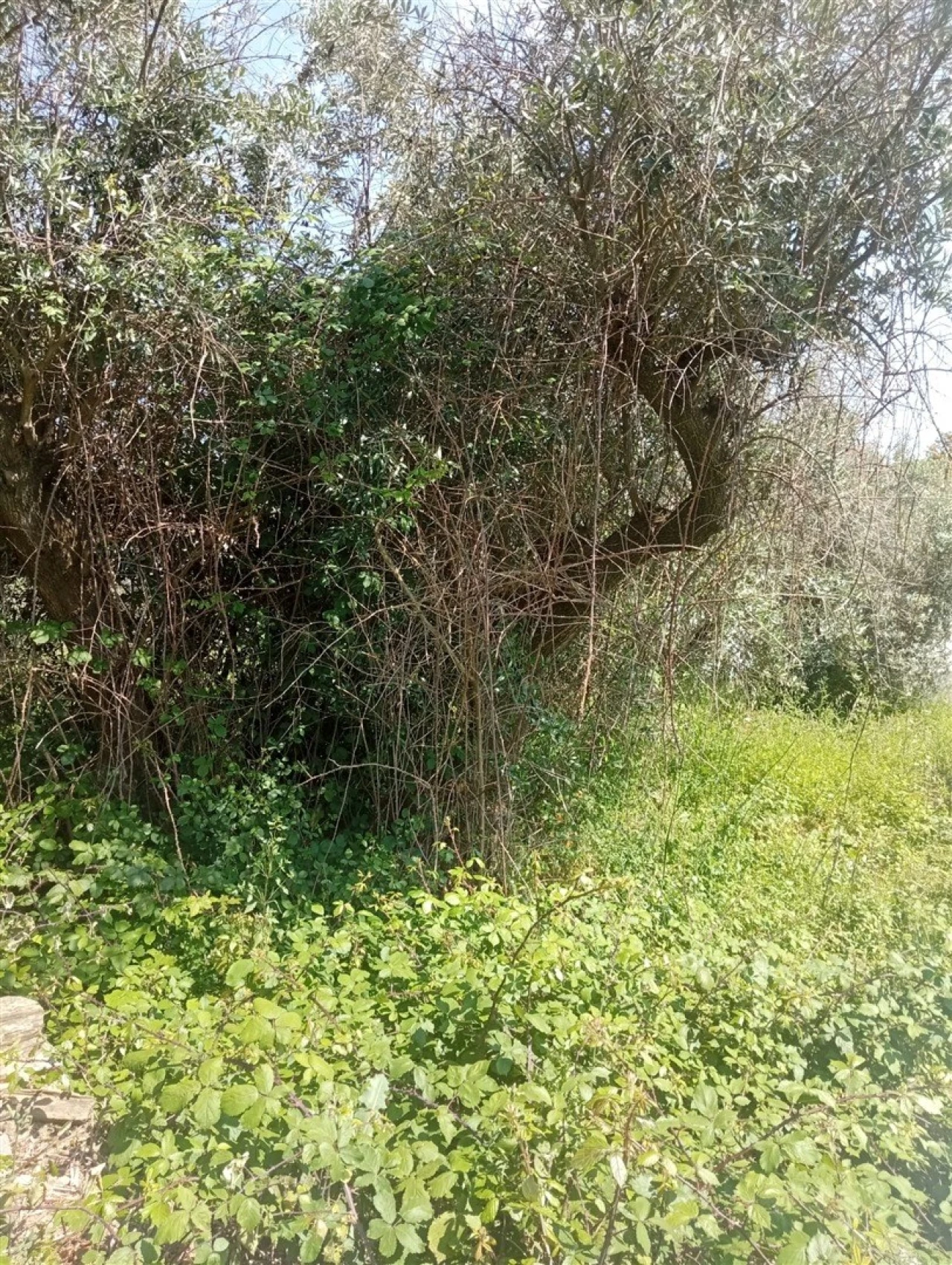 Moradia T0 para Venda em Cebolais de Cima e Retaxo Foto 43