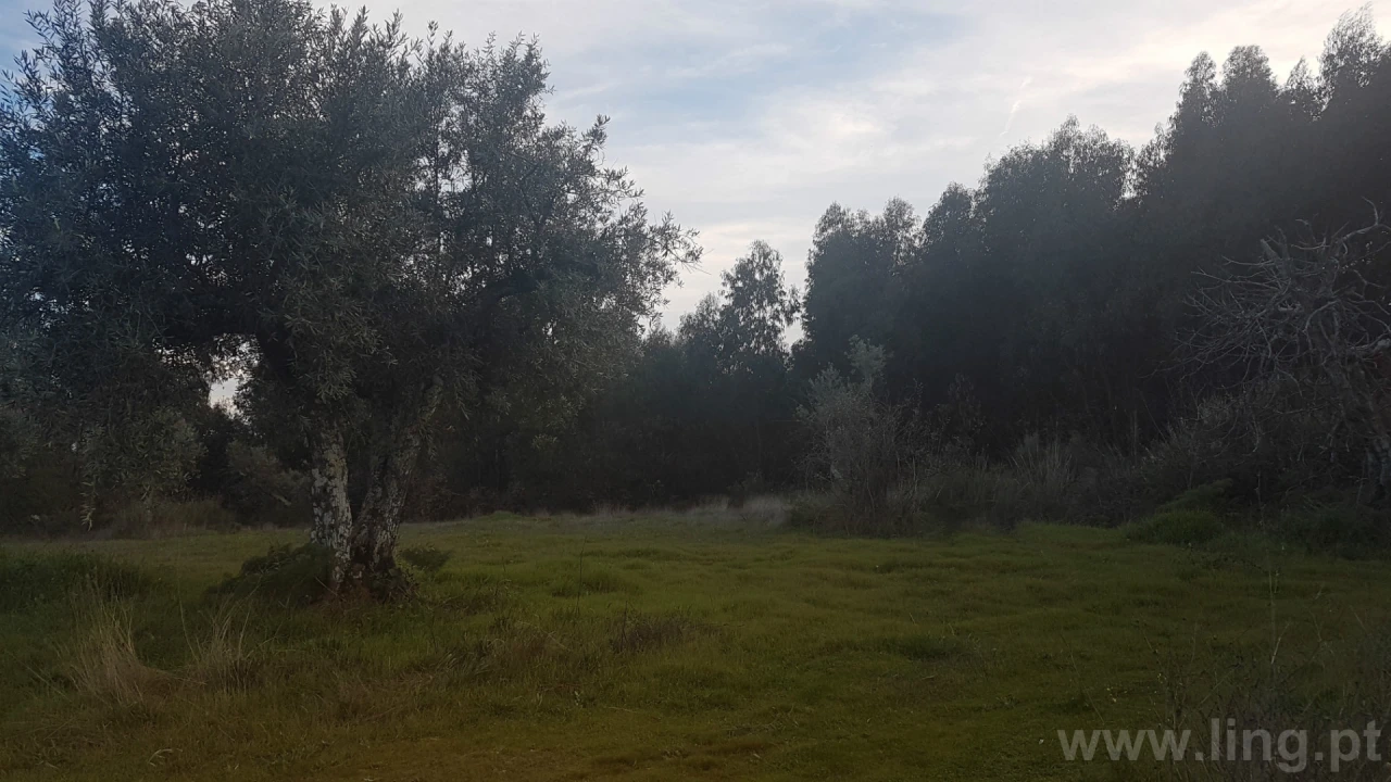 Quinta T0 para Venda em Castelo Branco Foto 5