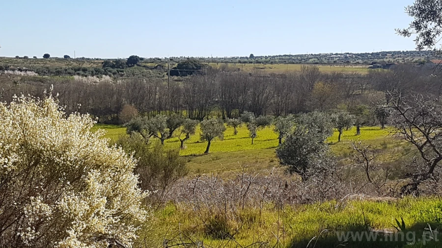 Quinta T0 para Venda em Castelo Branco Foto 15