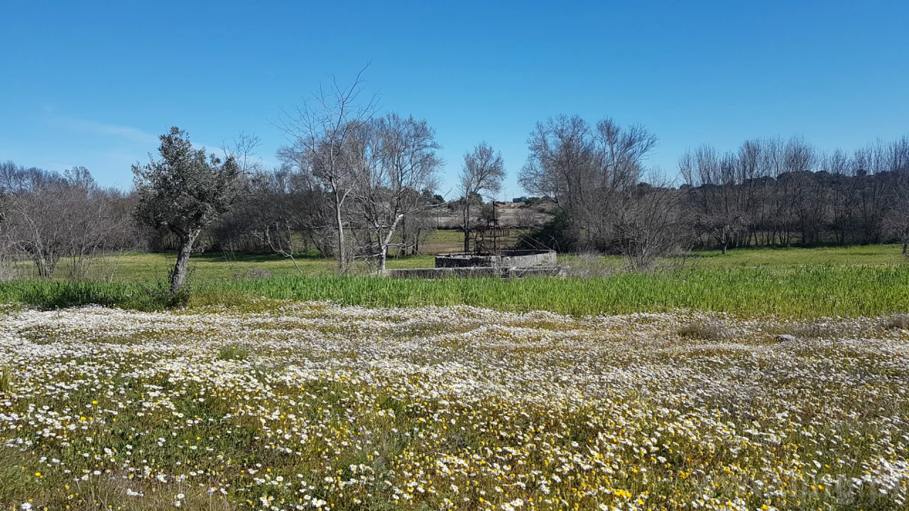 Quinta T0 para Venda em Castelo Branco Foto 13