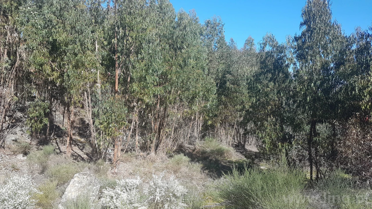 Quinta T0 para Venda em Castelo Branco Foto 17