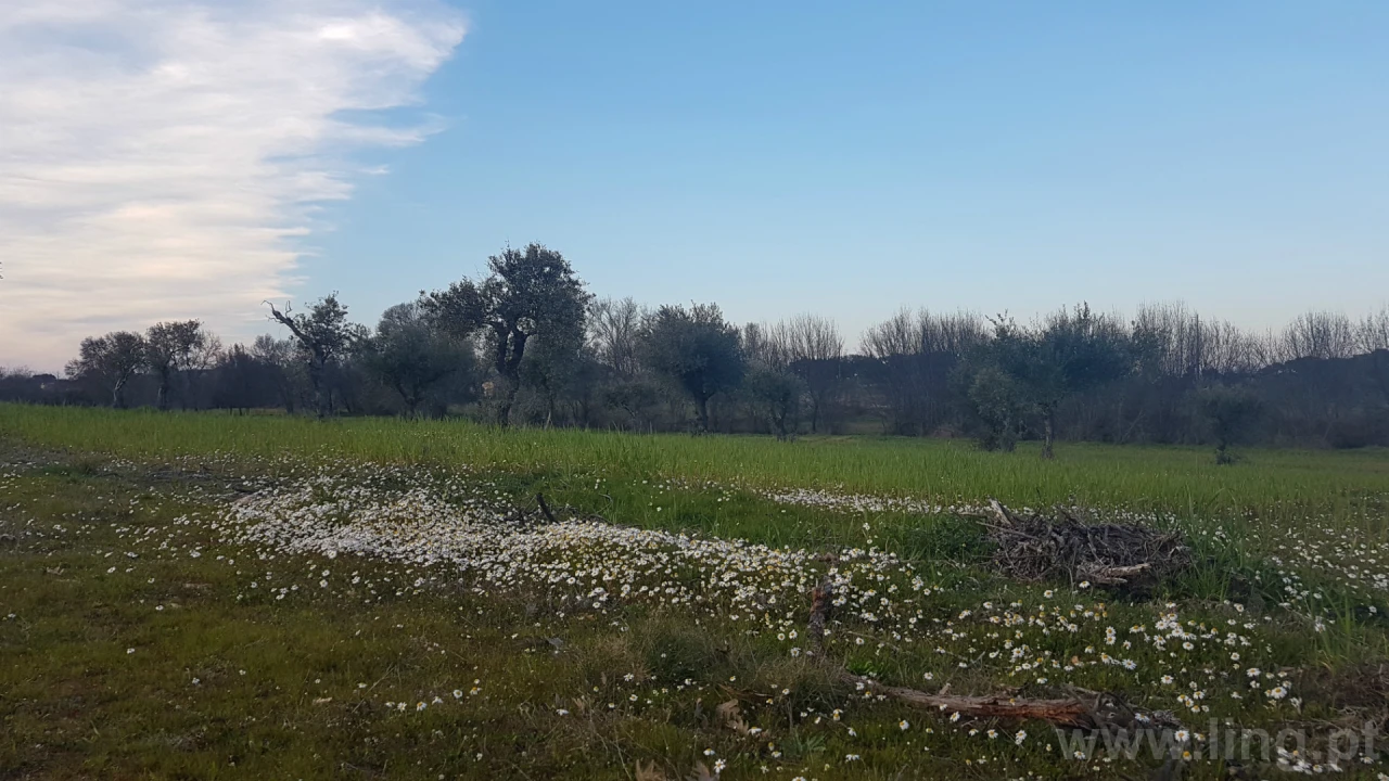 Quinta T0 para Venda em Castelo Branco Foto 2