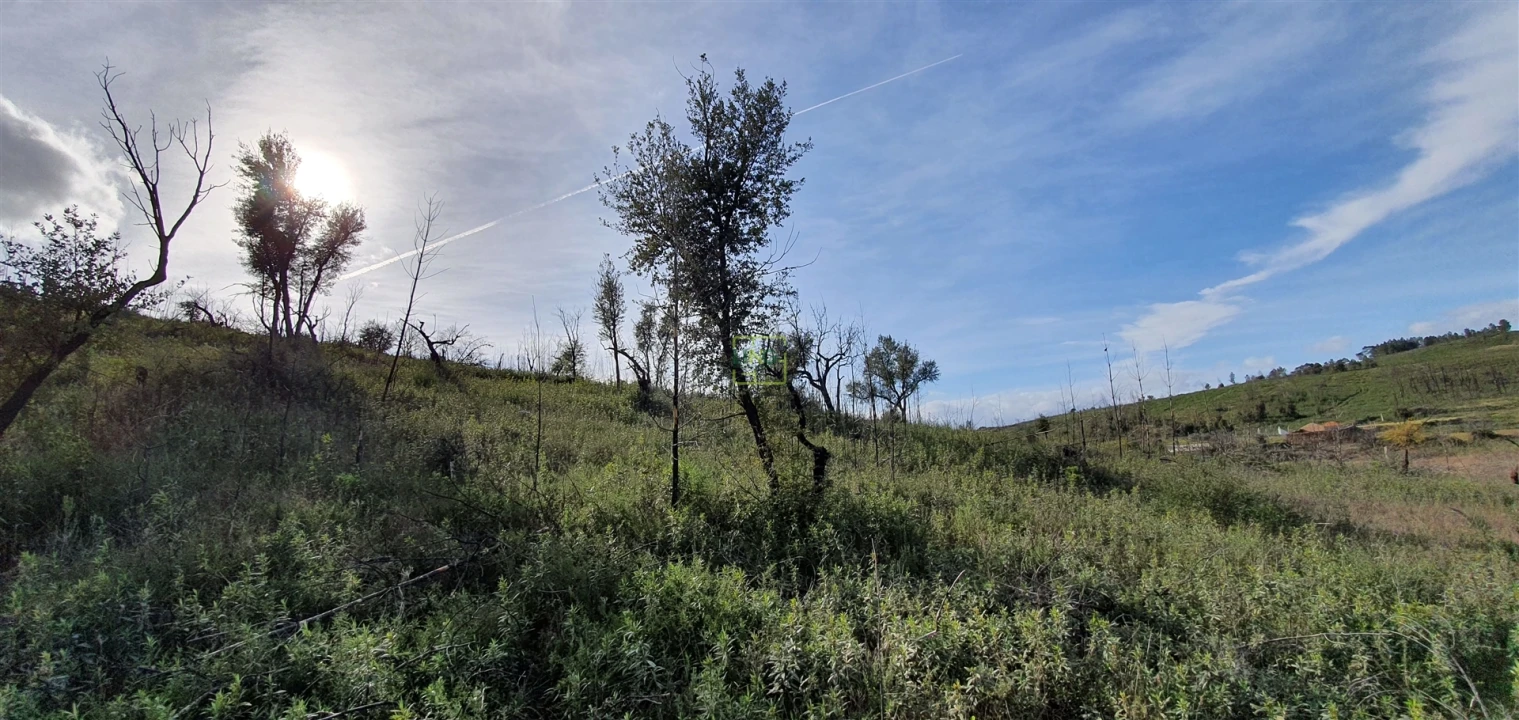 Quinta T0 para Venda em Freixial e Juncal do Campo Foto 13