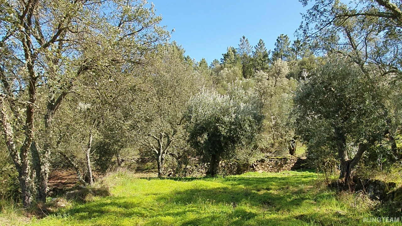 Quinta T0 para Venda em Freixial e Juncal do Campo Foto 16