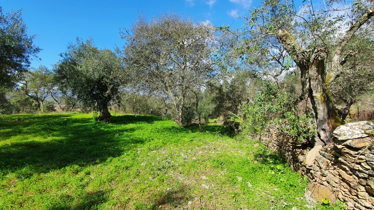 Quinta T0 para Venda em Freixial e Juncal do Campo Foto 18