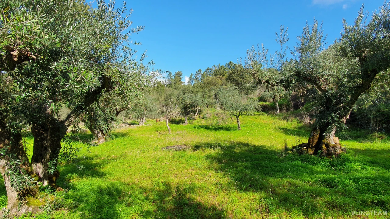 Quinta T0 para Venda em Freixial e Juncal do Campo Foto 21