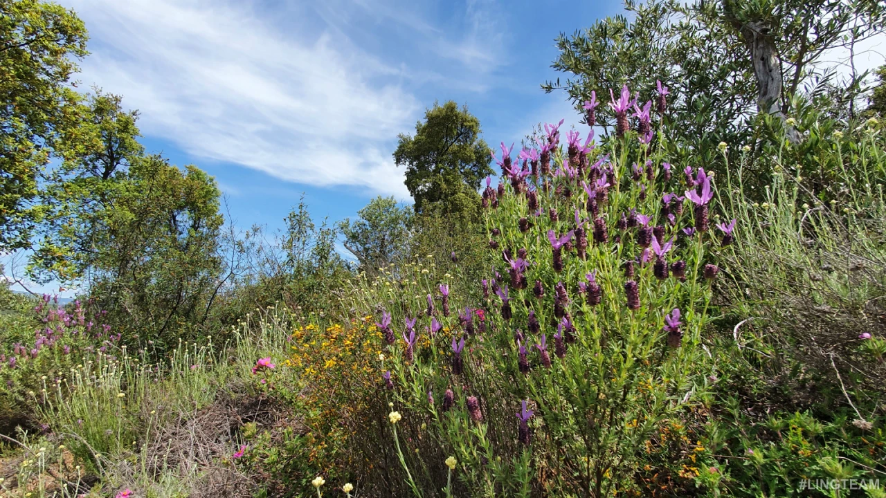 Quinta T0 para Venda em Freixial e Juncal do Campo Foto 14